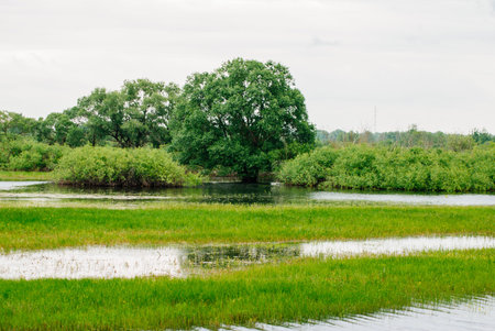 The picturesque landscape of the flooded area, the concept of the ood season, the nature of Belarusの写真素材