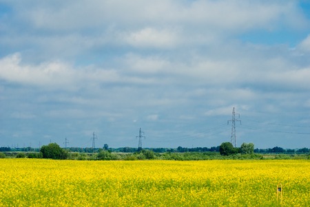 Power line in the field with yellow rape against the background of wildlife, cloudy skyの写真素材
