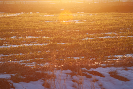 Sunlight in the early morning. Spring in the countryside. Early spring in Belarus, Polesie,の写真素材