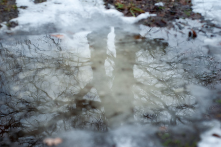 concept Bad weather, Puddle on the street with a reflection of the treeの写真素材
