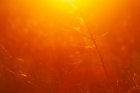 sun background, bright sunlight illuminates the web on the branchの写真素材