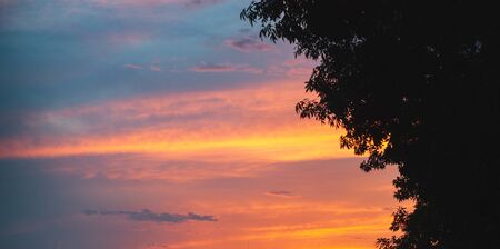 Sunset banner background, tree silhouette on sunset backgroundの写真素材