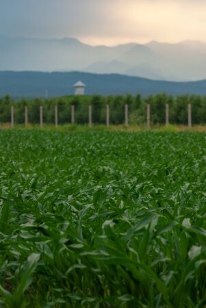 Detailed view of still immature corn plants growing on the field against the mountain landscapeの写真素材