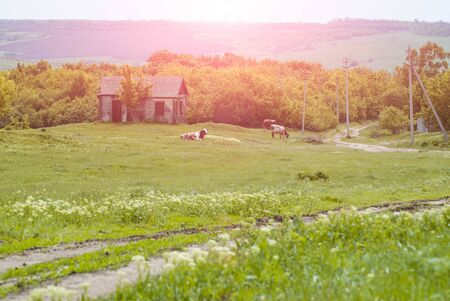 cows graze in the meadow on a Sunny day, an idealistic picture, the Concept of livestock, milk and meat production.の写真素材
