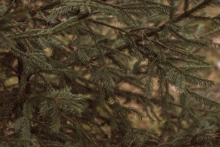 Spruce in the forest close-up. Vintage spruce close up,の写真素材