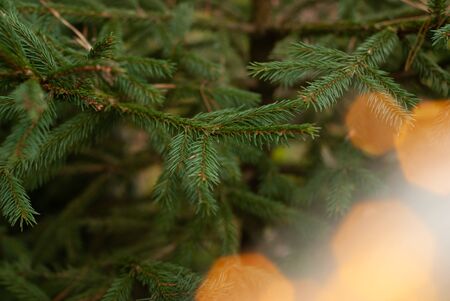 Christmas tree branches on blurred background. Fir needles on green background with bokeh. Template for Christmas cards.の写真素材