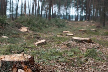 Illegal logging. Stumps and severed branches. Remains of the forest,の写真素材
