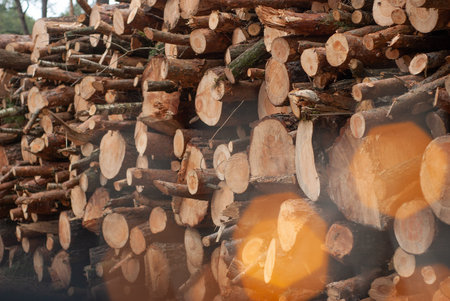 Wood and bokeh. The freshly cut logs are piled up,