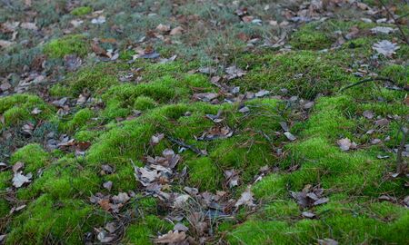 Old green moss, top view,の写真素材