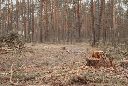 pine stump on the background of the forest, illegal deforestation