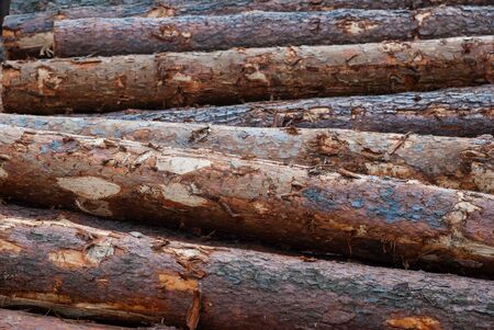 fell tree. pine logs in full frameの写真素材