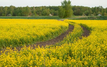 road in a rapeseed field, lots of yellow flowers,の写真素材