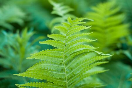 green paporotnik closeup, natural backgroundの写真素材
