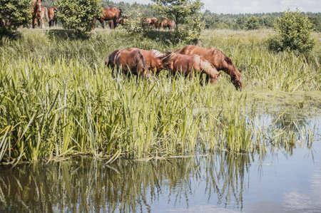 horses at a watering hole on a Sunny summer dayの写真素材