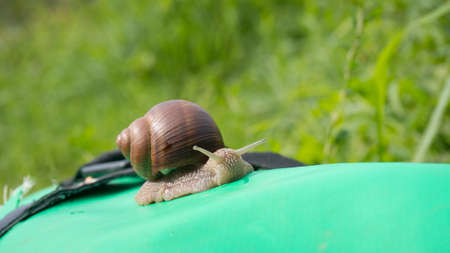 snail close - up on grass background,の写真素材