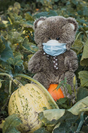 a lone Teddy bear in a medical mask sits among pumpkins, concept covid and childrenの写真素材