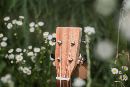 Ukulele in wild flowers, summer photo of a ukuleleの写真素材