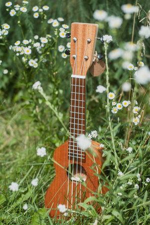 Ukulele in wild flowers, summer photo of a ukulele