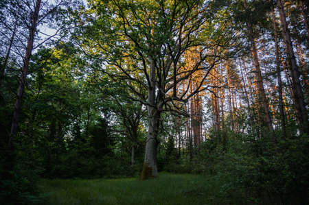 an oak tree in the forest at sunset, an old treeの写真素材