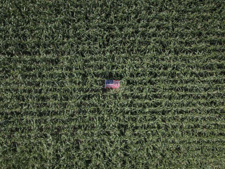 cornfield and the US flag in the middle. Happy labor day. American Patriotic backgroundの写真素材