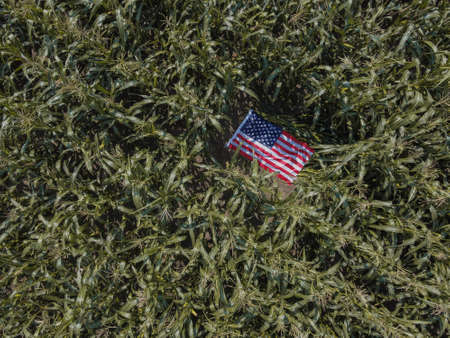 cornfield and the US flag in the middle. Happy labor day. American Patriotic backgroundの写真素材