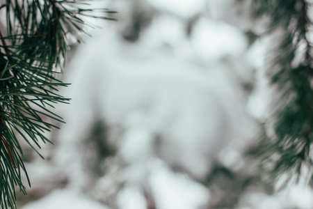 winter forest background, christmas trees in the snowの写真素材