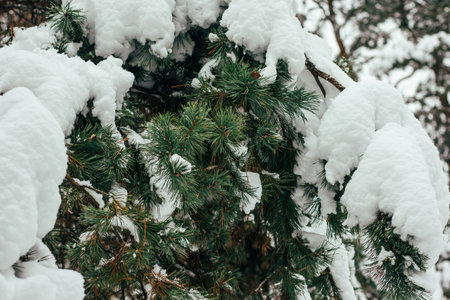winter forest background, christmas trees in the snowの写真素材