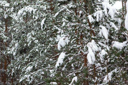 winter forest background, christmas trees in the snowの写真素材