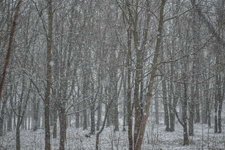 snowfall in a gloomy parkの写真素材