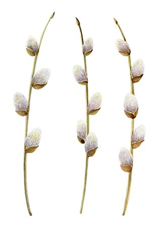 A watercolor set of tender spring willow branches on a white backgroundの写真素材