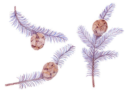 A Christmas watercolor illustration of branches of blue spruce covered with snow on a white backgroundの写真素材
