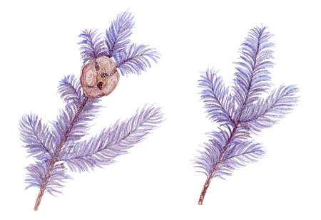 A Christmas watercolor illustration of branches of blue spruce covered with snow on a white backgroundの写真素材