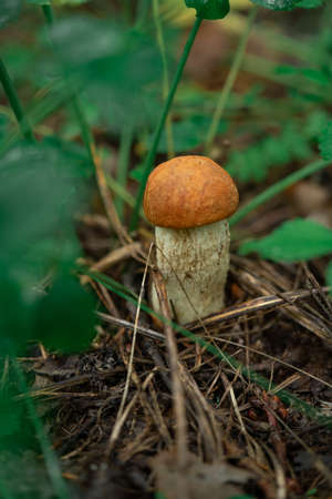 mushrooms in the forest grow on the ground natural wildの写真素材