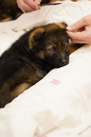 brown puppy mongrel sitting in the arms of the owner