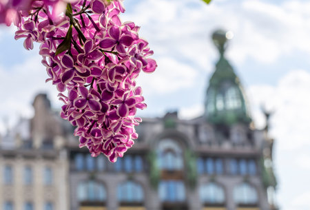 Spring Petersburg. Beautiful blooming lilac against the backdrop of the famous bookstore on Nevsky Prospekt (historical inscription "Singer Company"), blurred focus, Saint Petersburg, Russiaの写真素材