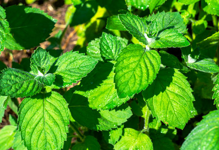 Mint leaves after rain. medicinal plantsの写真素材
