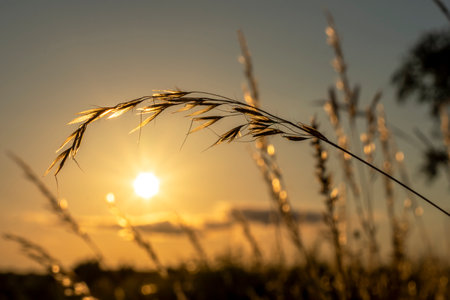 Grass silhouette at sunset. Sunlight breaks through the grass. natural background. soft focusの写真素材