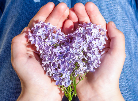 Heart of lilac flowers in the hands of a boy.の写真素材