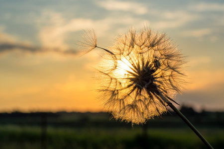 Dandelion against the backdrop of the setting sun close-up. Nature and flower botanyの写真素材