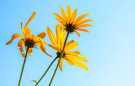 Flowers with yellow petals against the blue skyの写真素材