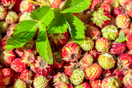 Fresh berries and leaves of wild strawberriesの写真素材