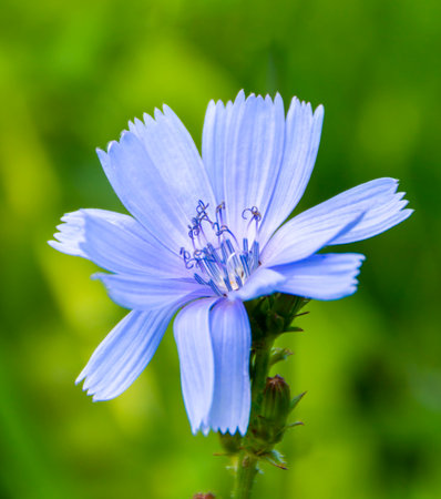 Blue chicory flower close-up on a green backgroundの写真素材