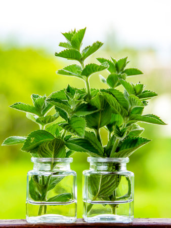 Fresh mint leaves in glass bottles on a wooden table. Medicinal herbs. alternative medicineの写真素材