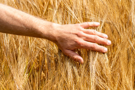 Farmer checking on wheat ears in the hand. closeup, harvest concept background natureの写真素材