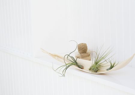 Plant on wallsの写真素材