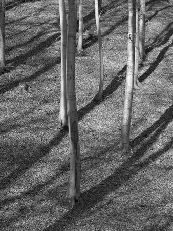 Shades represents the way, that makes trees in the forest. The trees are moving and they travel.の写真素材