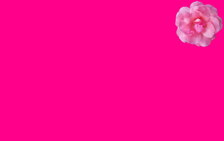 Pink isolated rose flower on a pink clean backgroundの写真素材