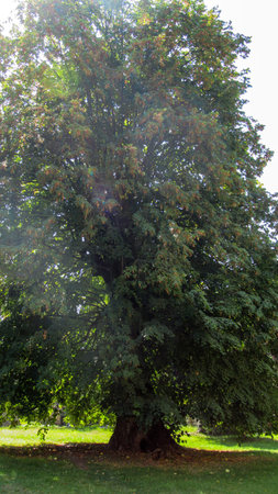 Single beautiful tree in the middle of a wild forest