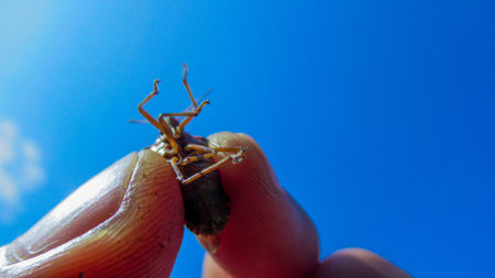 A close up male hand holding a big black insect against blue sky