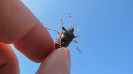 A close up male hand holding a big black insect against blue skyの写真素材